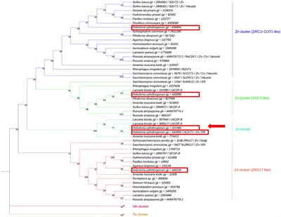 HcZnT2 is a highly mycorrhiza-induced zinc transporter from Hebeloma cylindrosporum in association with pine